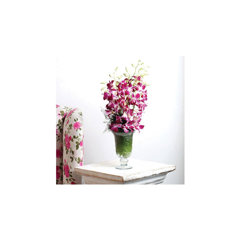 Orchid Aura Standard